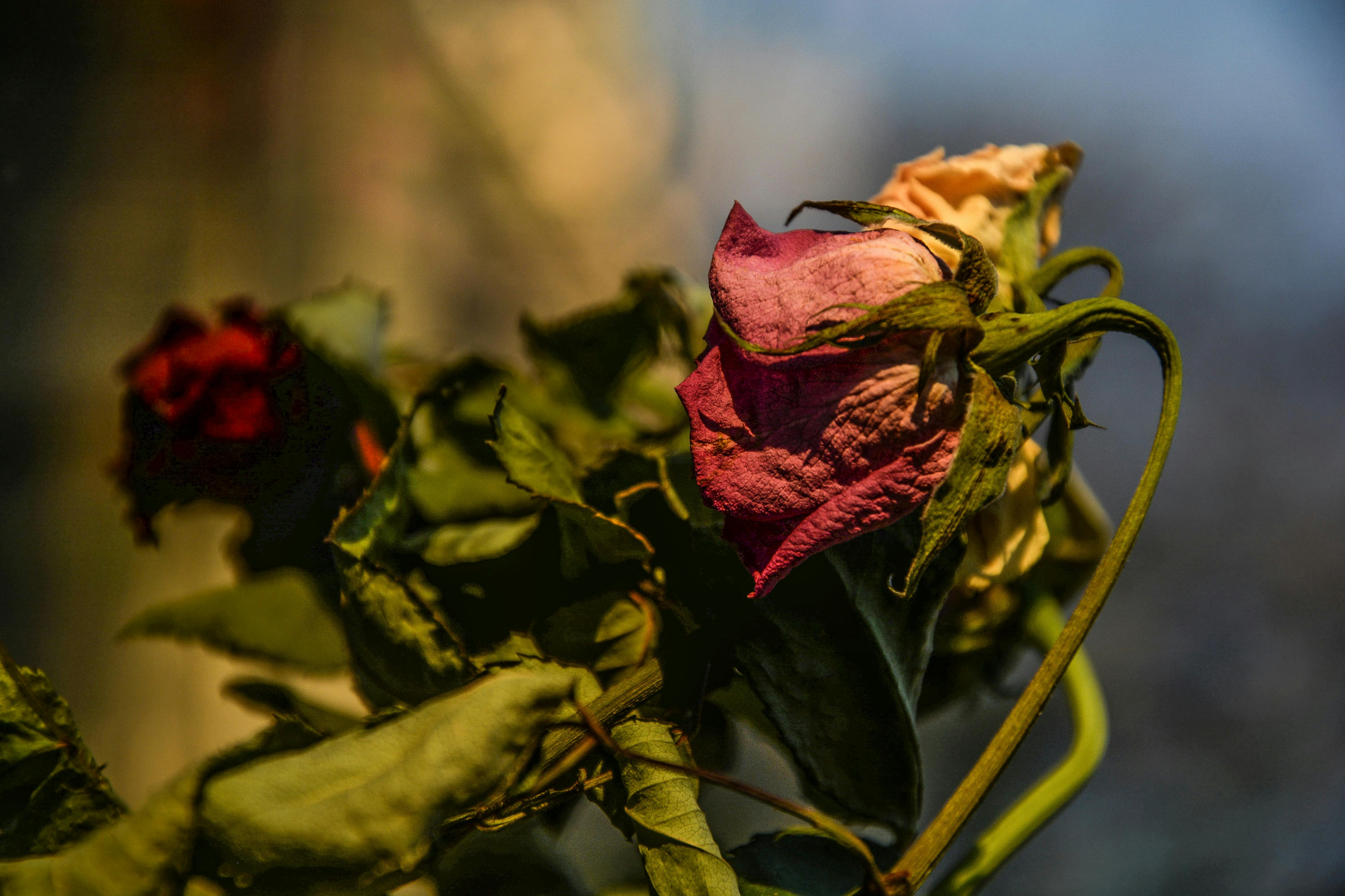 Dead flower for dramaticization